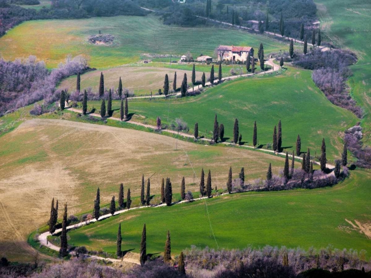 Picture of ROAD NEAR MONTEPULCIANO TUSCANY