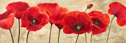 Picture of RED POPPIES