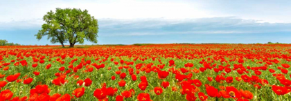 Picture of TREE IN A POPPY FIELD