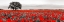 Picture of TREE IN A POPPY FIELD