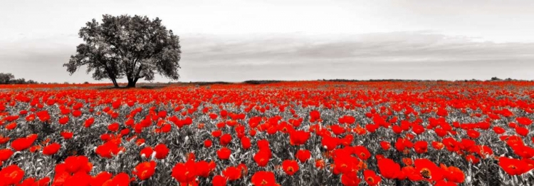 Picture of TREE IN A POPPY FIELD