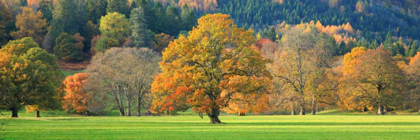 Picture of MIXED TREES IN AUTUMN COLOUR SCOTLAND