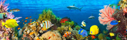 Picture of LIFE IN THE CORAL REEF- MALDIVES