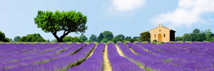 Picture of LAVENDER FIELDS, FRANCE