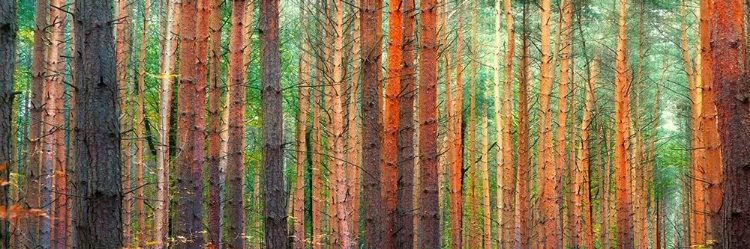 Picture of COLORS OF THE WOODS