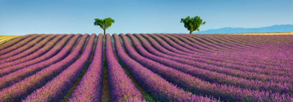 Picture of LAVENDER FIELD, PROVENCE, FRANCE