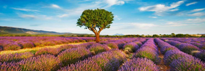Picture of LAVENDER FIELD AND ALMOND TREE, PROVENCE, FRANCE