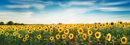Picture of SUNFLOWER FIELD, PLATEAU VALENSOLE, PROVENCE, FRANCE