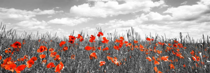 Picture of POPPIES IN CORN FIELD, BAVARIA, GERMANY