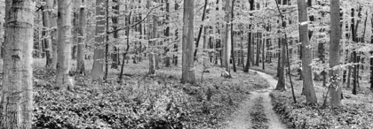Picture of BEECH FOREST, GERMANY