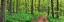 Picture of BEECH FOREST, GERMANY