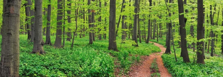 Picture of BEECH FOREST, GERMANY