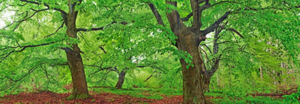 Picture of EUROPEAN BEECH, KELLERWALD, GERMANY