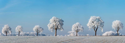 Picture of ALLEY TREE WITH FROST, BAVARIA, GERMANY