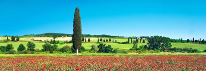 Picture of CYPRESS IN POPPY FIELD, TUSCANY, ITALY