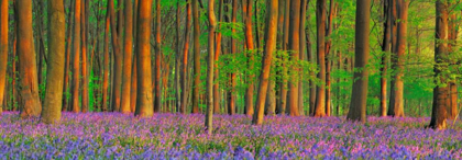 Picture of BEECH FOREST WITH BLUEBELLS, HAMPSHIRE, ENGLAND