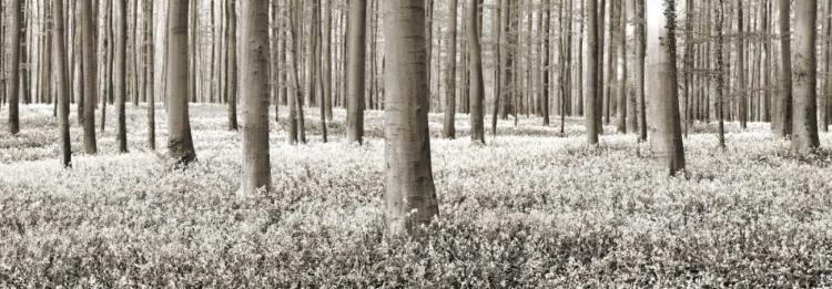 Picture of BEECH FOREST WITH BLUEBELLS, BELGIUM