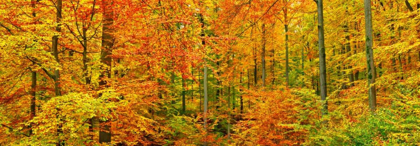 Picture of BEECH FOREST IN AUTUMN, KASSEL, GERMANY