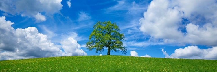 Picture of OAK AND CLOUDS, BAVARIA, GERMANY