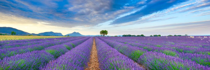 Picture of LAVENDER FIELD, FRANCE