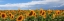 Picture of GIRASOLI IN VAL DORCIA