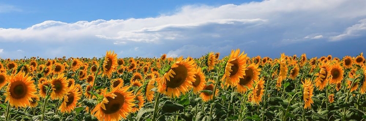 Picture of GIRASOLI IN VAL DORCIA