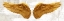 Picture of ANGEL WINGS (GOLD II)