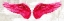 Picture of ANGEL WINGS (PINK)