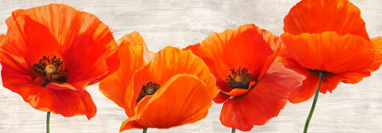 Picture of BRIGHT POPPIES