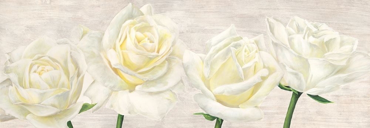Picture of CLASSIC ROSES
