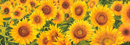 Picture of FIELD OF SUNFLOWERS