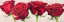 Picture of ROSE ROMANTICHE