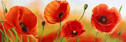 Picture of POPPIES IN THE WIND