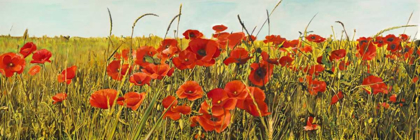Picture of POPPY FIELD