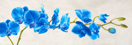 Picture of BLUE ORCHID