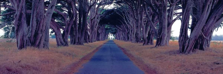 Picture of MONTEREY CYPRESS TREES POINT REYES CALIFORNIA