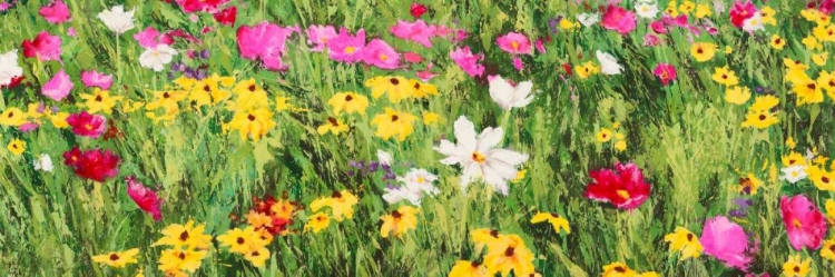 Picture of FIELD OF FLOWERS