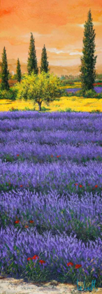 Picture of POMERIGGIO TRA LA LAVANDA