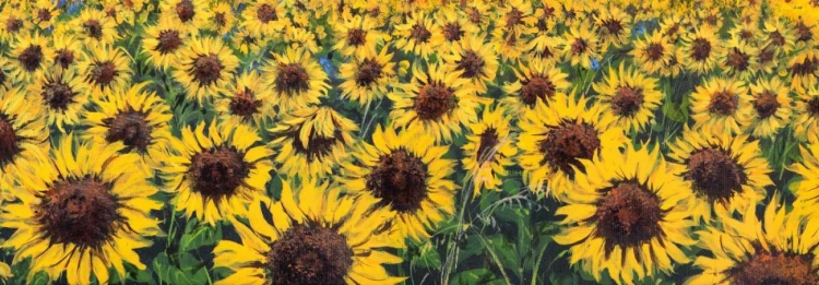 Picture of GIRASOLI