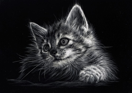 Picture of KITTEN