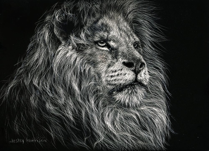 Picture of AFRICAN LION