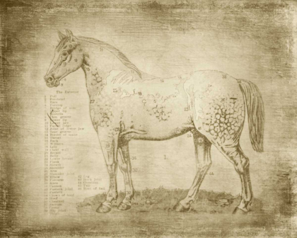 Picture of HORSE ANATOMY 101