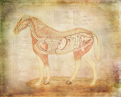 Picture of HORSE ANATOMY 201