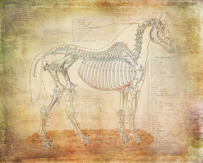 Picture of HORSE ANATOMY 301