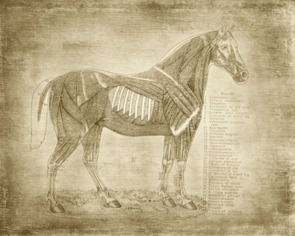 Picture of HORSE ANATOMY 401