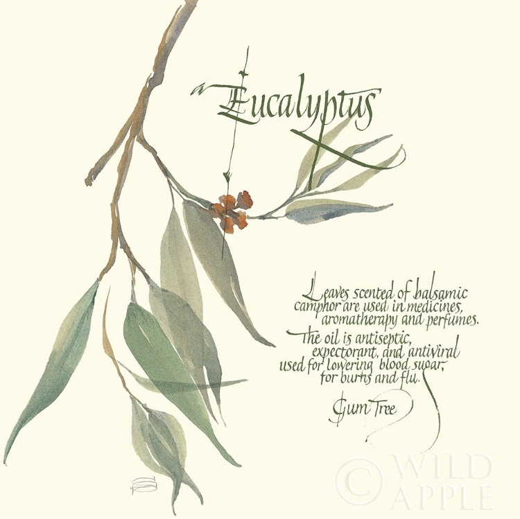 Picture of EUCALYPTUS