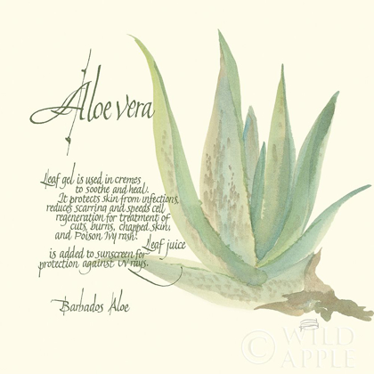 Picture of ALOE VERA