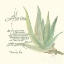 Picture of ALOE VERA