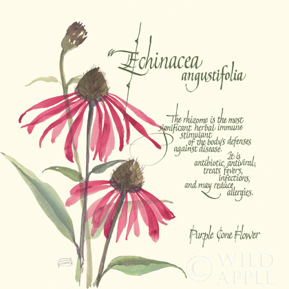 Picture of ECHINACEA