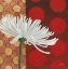 Picture of MORNING CHRYSANTHEMUM I